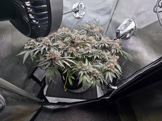 Divine Gelato 3 x Blue Zushi x 44 Photo — flower, day 110