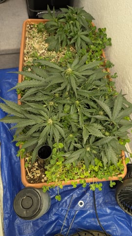 Summer Grow  — flower, day 48
