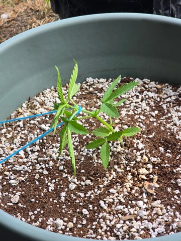 Green Gelato Auto — seedling_rooting, day 18