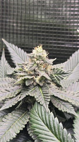 Purple Nasty By Ethos Seeds — flower, day 92