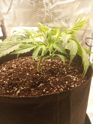 White Widow XXL Auto — vegetative, day 26