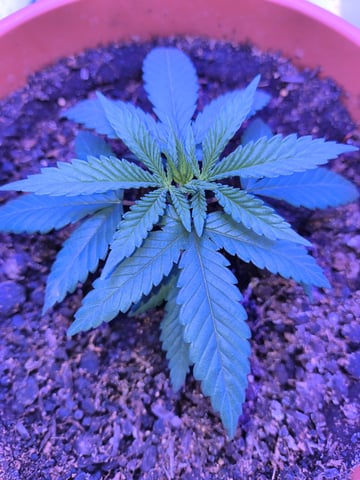 unknown strain 1st grow — seedling_rooting, day 8