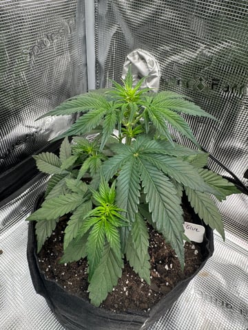 Grow Number 2 — flower, day 26