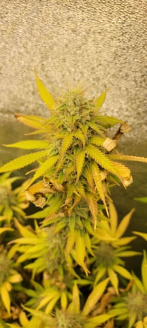 $chooners Grow — flower, day 45