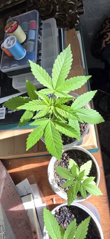 CzechsMex 2.0 — vegetative, day 36