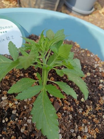 SeedBank Auto #1 — seedling_rooting, day 22