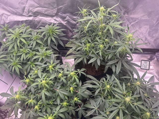 Fastbuds Autoflowers — flower, day 36
