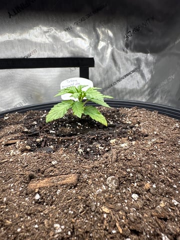 White Russian — vegetative, day 13