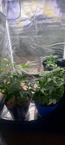 frst grow tent grow — vegetative, day 40
