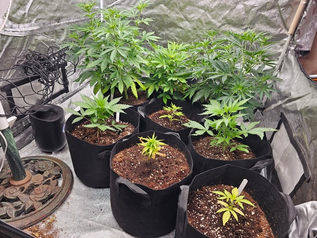 round 2 — vegetative, day 36