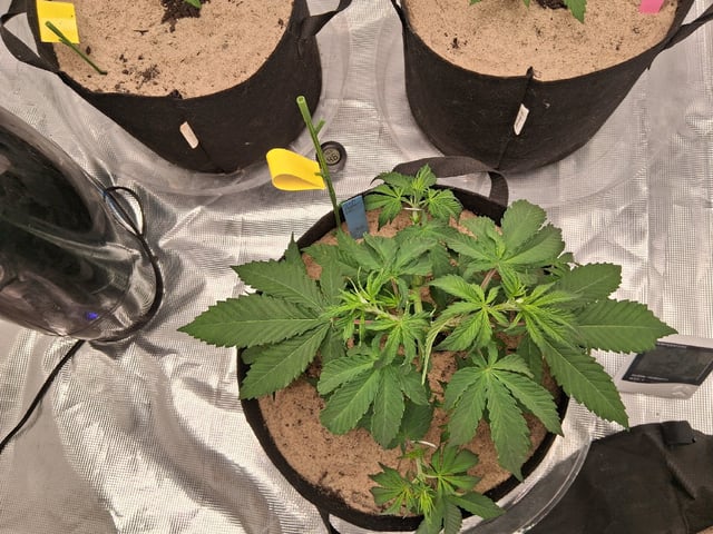 Seedman mix auto & seedman mix auto & GodFather OG — vegetative, day 30