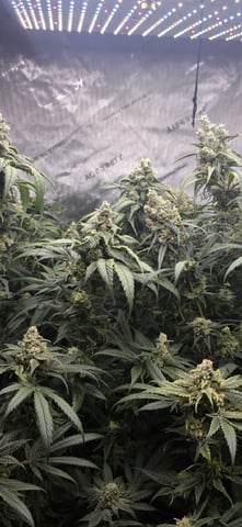 strawberry guava bx — flower, day 24