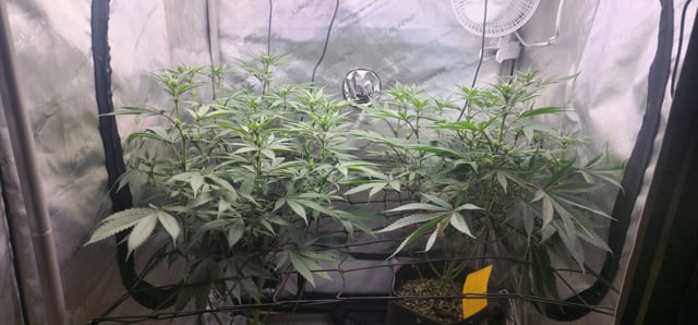 First clones (Dr nefario)  — flower, day 42