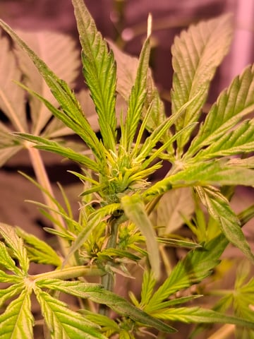 Queen B  — flower, day 43