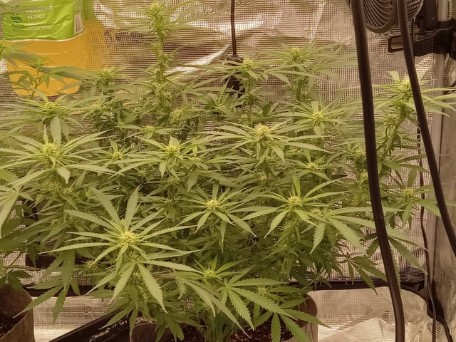   and one L.a kush cake . — flower, day 90