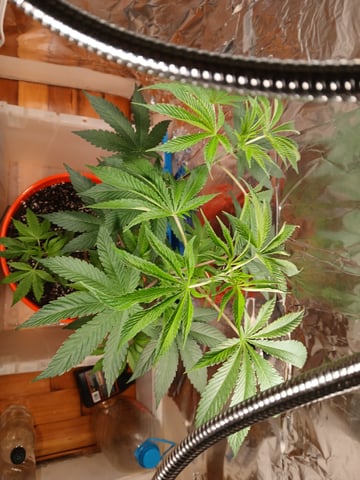 triangle kush  — vegetative, day 10