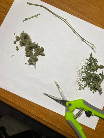 pineapple Express  — flower, day 41