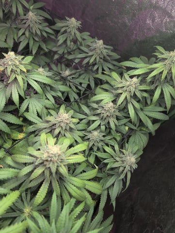 2025-26 — flower, day 91