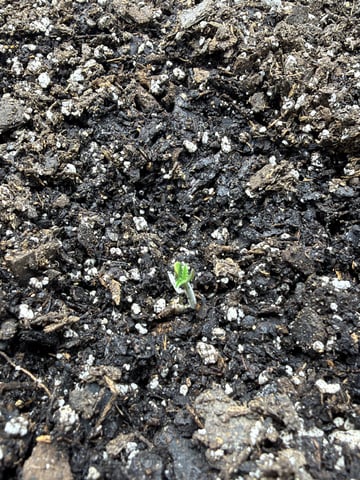 Gorilla Cookies 2nd Try — seedling_rooting, day 7