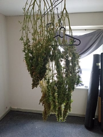 mr — harvest, day 139