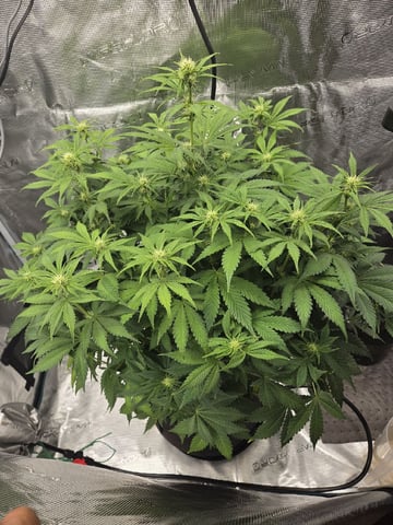 Super Skunk Auto 