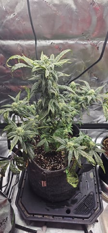 grape stomper — flower, day 9