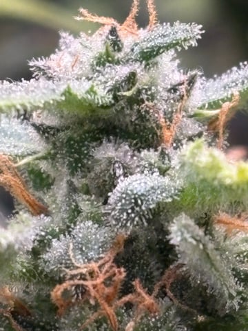 back to my roots.  — flower, day 33