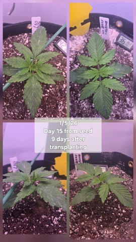 1st Auto Grow (LSD + BrB) - 1st indoor Grow — vegetative, day 16