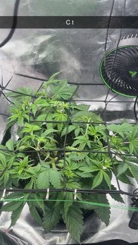 Blackberry Kush — vegetative, day 32