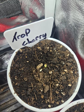 fruitstripe-x-breathworks VS Tropical cherry vs kush cake. vs og haze — seedling_rooting, day 7