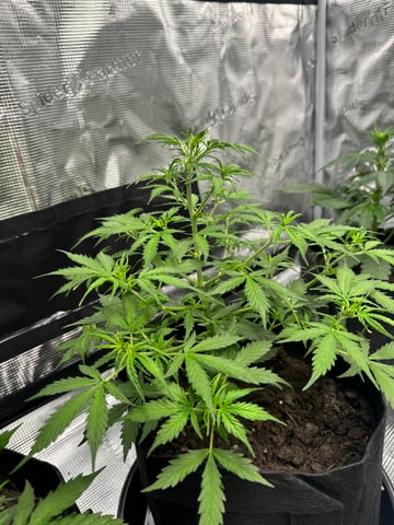 First Grow — flower, day 29