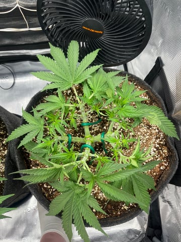 Gorilla Zkittlez & RS #11 — vegetative, day 41