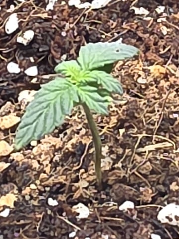 Gorilla Gas  — seedling_rooting, day 6