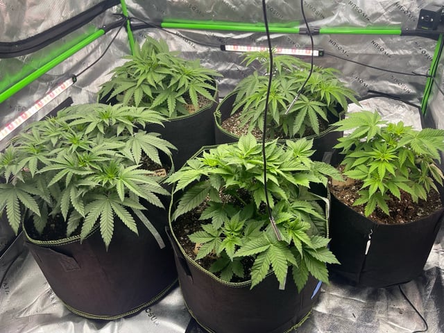 Phx_Freedom — vegetative, day 10