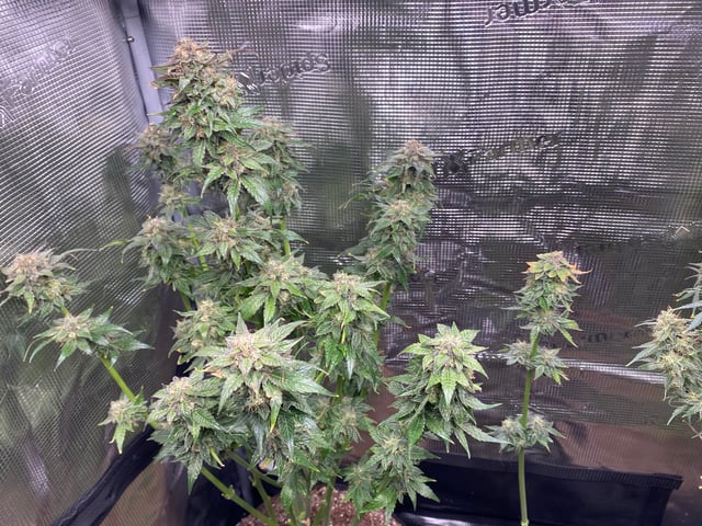 Auto Run #1 2025-2026 — flower, day 96