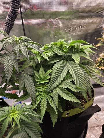  1 Blue Zushi x Venom & 1 Jack Here x Strawberry Cookies OG — vegetative, day 36