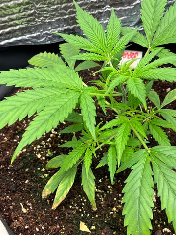 Lavender and Anesthesia Auto — vegetative, day 43