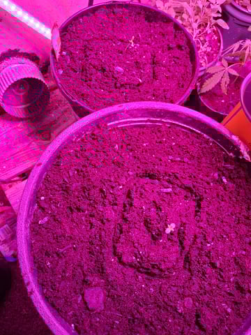 Queen B  — seedling_rooting, day 7