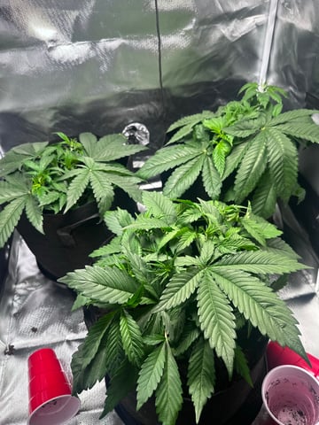 Grow Number 2 — vegetative, day 26