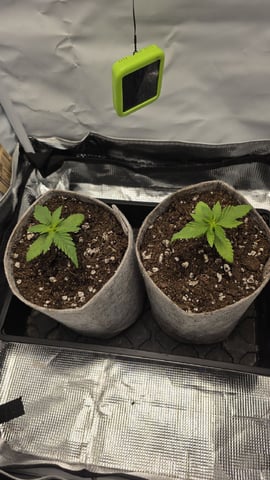 Strawberry Sugar  — seedling_rooting, day 17