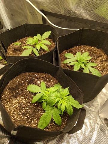 first grow — vegetative, day 13