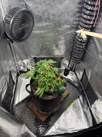 Gorilla Cookies 2nd Try — flower, day 42