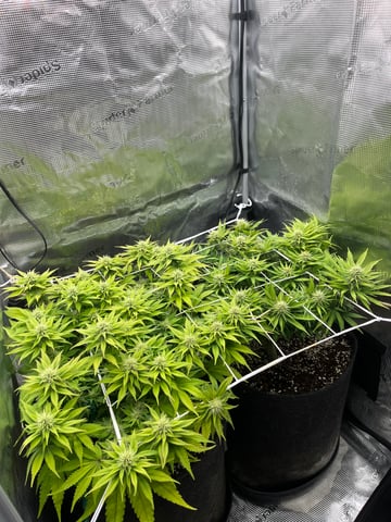 Gorilla Zkittlez & RS #11 — flower, day 72