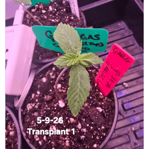 Garlic Gas - Fem Photo — vegetative, day 23