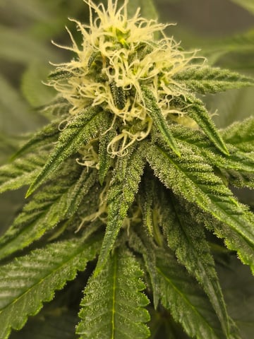 Homegrown - 🍒 🥧 & GSC Auto, 🚀 Seeds 🍌 Buttercups  — flower, day 53