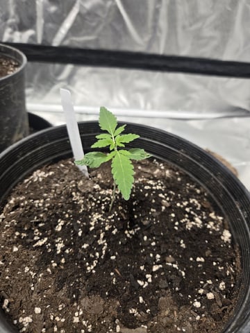 Grandpa Cookies, Black Cherry Soda And Lemon Trees — vegetative, day 25