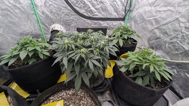 Perpetual Autoflower Mixed Grow #3 — germination, day 30