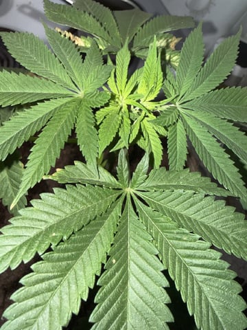 Sour Glue — flower, day 10