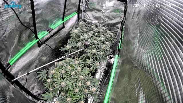 Dirty Bird - Thousand Island Fem & Platinum Kush Breath Remix x Grape Cakehead Fem Photo  — flower, day 85