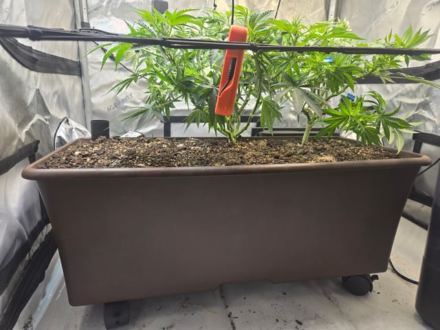 White rhino — flower, day 52